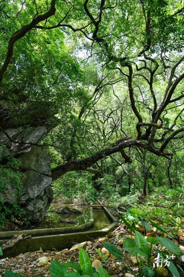 沙口鎮(zhèn)園山村背后，古樟樹錯落有致。 曾亮超 攝